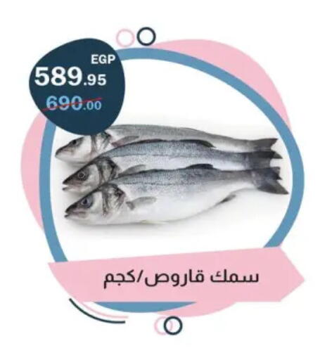 available at Flamingo Hyper Market in Egypt - Cairo