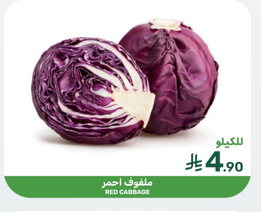 Cabbage available at Mazaya in KSA, Saudi Arabia, Saudi - Saihat