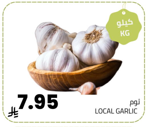 Garlic available at أسواق أسترا in مملكة العربية السعودية, السعودية, سعودية - تبوك