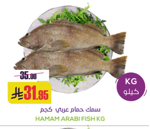 available at Sapt in KSA, Saudi Arabia, Saudi - Buraidah