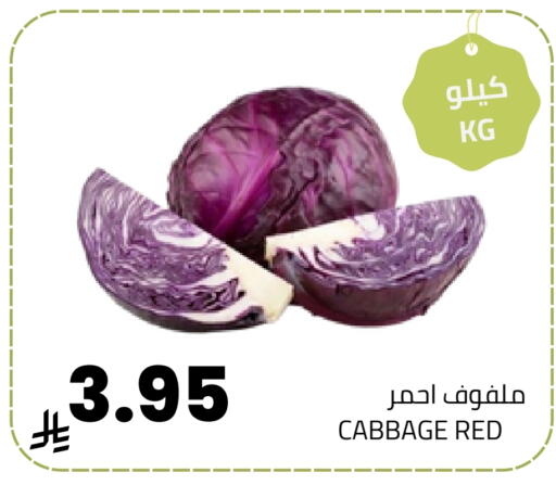Cabbage available at Astra Markets in KSA, Saudi Arabia, Saudi - Tabuk