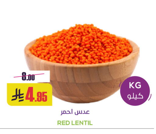 available at Sapt in KSA, Saudi Arabia, Saudi - Buraidah