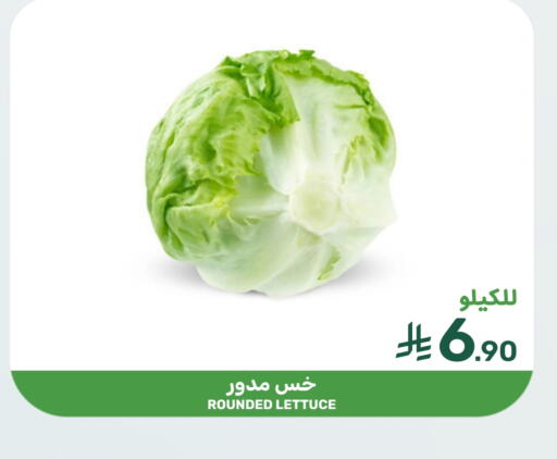 Lettuce available at Mazaya in KSA, Saudi Arabia, Saudi - Saihat