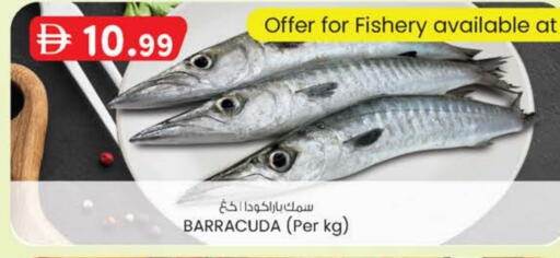 available at Safa Express Supermarket in UAE - Abu Dhabi