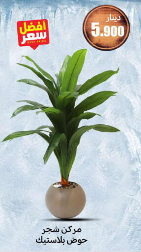 available at Meem Central Market Co in Kuwait - Ahmadi Governorate