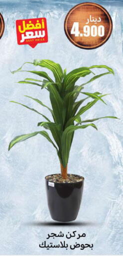 available at Meem Central Market Co in Kuwait - Ahmadi Governorate