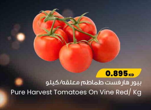 Tomato available at مركز سلطان in الكويت - محافظة الجهراء
