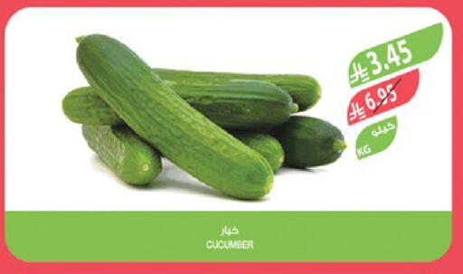 Cucumber available at المزرعة in مملكة العربية السعودية, السعودية, سعودية - القطيف‎