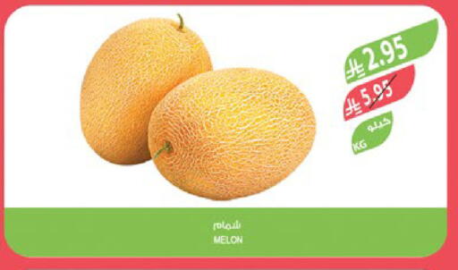 Melon available at Farm  in KSA, Saudi Arabia, Saudi - Jazan
