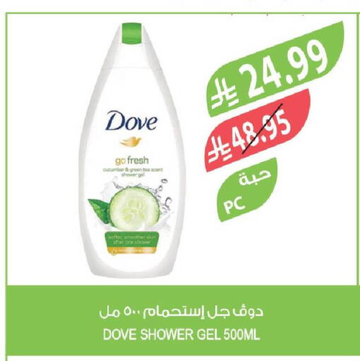 Cucumber available at Farm  in KSA, Saudi Arabia, Saudi - Yanbu