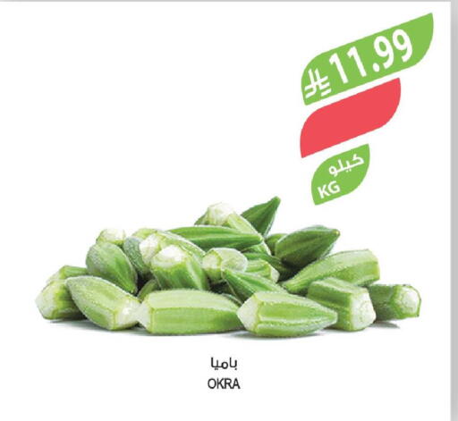 Okra available at المزرعة in مملكة العربية السعودية, السعودية, سعودية - أبها