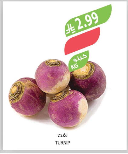 Turnip available at Farm  in KSA, Saudi Arabia, Saudi - Al Hasa