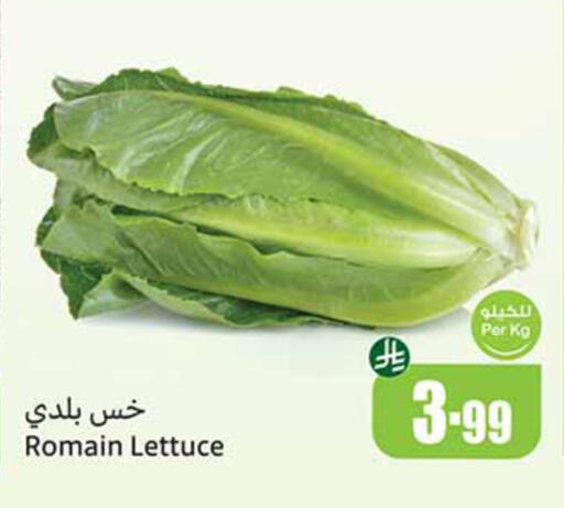 Lettuce available at Othaim Markets in KSA, Saudi Arabia, Saudi - Jeddah