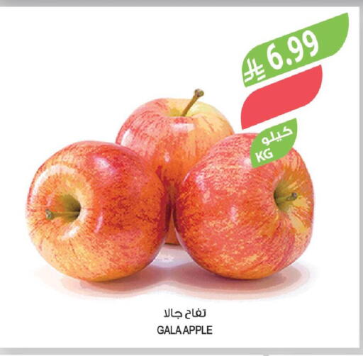 Apple available at Farm  in KSA, Saudi Arabia, Saudi - Dammam