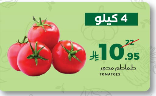 Tomato available at ميرا مارت مول in مملكة العربية السعودية, السعودية, سعودية - جدة