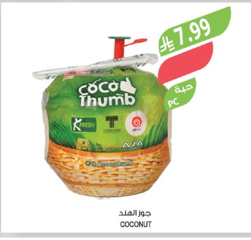 Coconut available at Farm  in KSA, Saudi Arabia, Saudi - Saihat