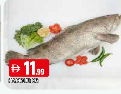 available at المدينة in الإمارات العربية المتحدة , الامارات - الشارقة / عجمان