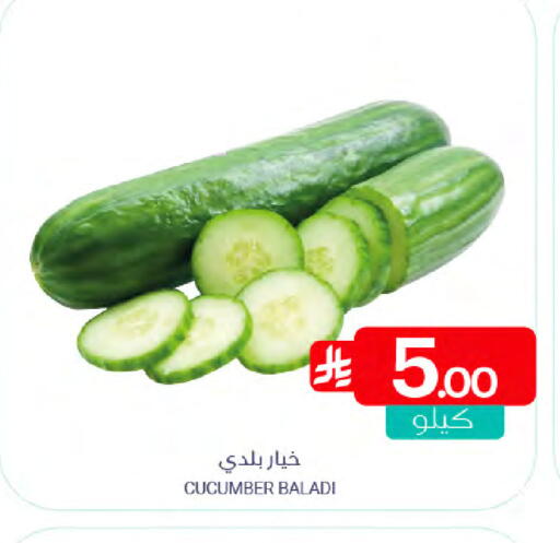 Cucumber available at Muntazah Markets in KSA, Saudi Arabia, Saudi - Saihat