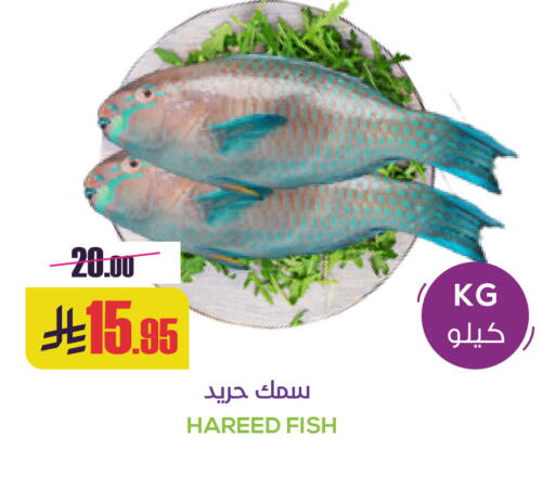 available at سبت in مملكة العربية السعودية, السعودية, سعودية - بريدة