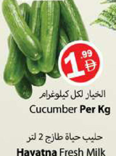Cucumber available at جلف هايبرماركت ذ.م.م in الإمارات العربية المتحدة , الامارات - رَأْس ٱلْخَيْمَة