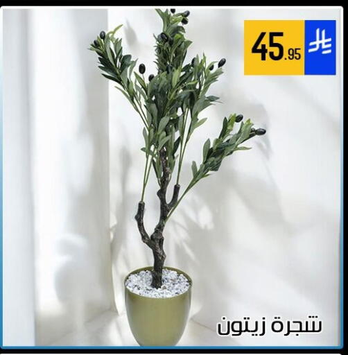 available at ركن العائلة in مملكة العربية السعودية, السعودية, سعودية - الرياض