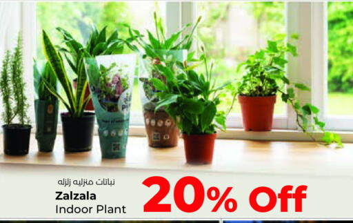 available at لولو هايبر ماركت in الكويت - محافظة الأحمدي