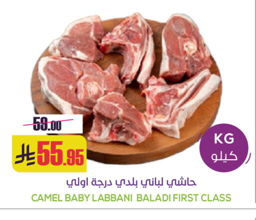 available at سبت in مملكة العربية السعودية, السعودية, سعودية - بريدة