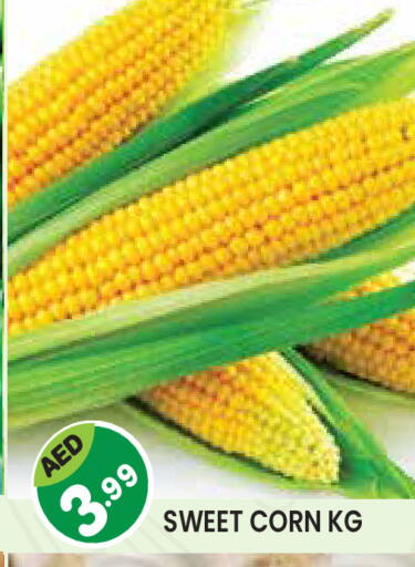 available at سنابل بني ياس in الإمارات العربية المتحدة , الامارات - أم القيوين‎