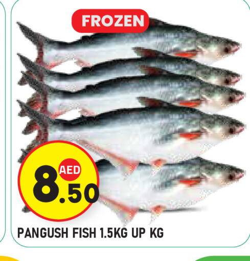 available at سنابل بني ياس in الإمارات العربية المتحدة , الامارات - ٱلْعَيْن‎