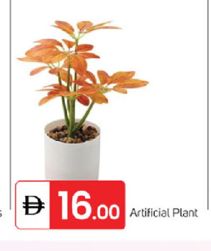 available at TALAL MARKET in UAE - Fujairah