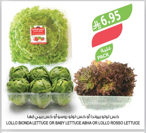 Lettuce available at Farm  in KSA, Saudi Arabia, Saudi - Al Bahah