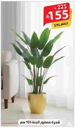 available at الهدايا سنتر in مملكة العربية السعودية, السعودية, سعودية - الطائف