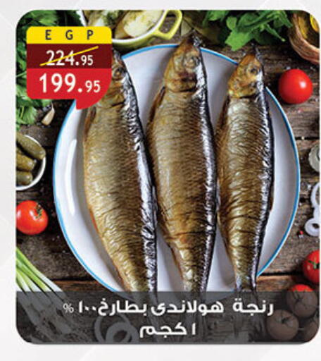 available at Al Rayah Market   in Egypt - Cairo
