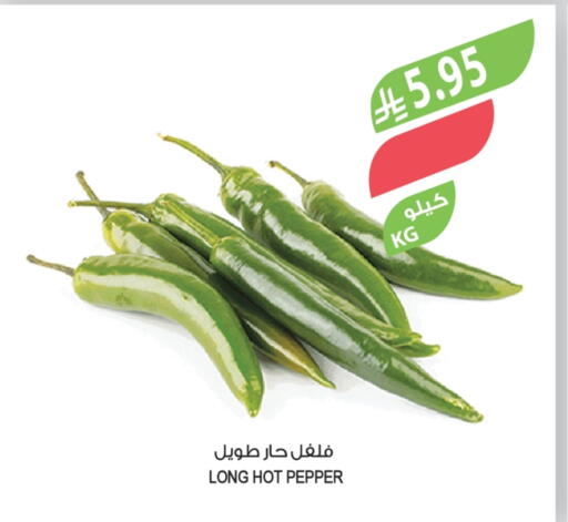 Chilli / Capsicum available at Farm  in KSA, Saudi Arabia, Saudi - Al Bahah