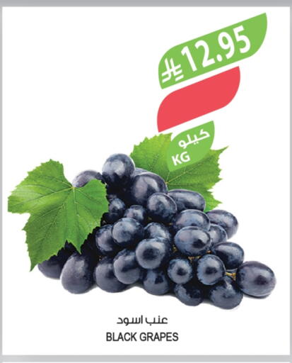 Grapes available at Farm  in KSA, Saudi Arabia, Saudi - Al-Kharj