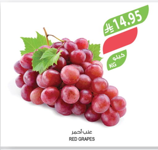 Grapes available at Farm  in KSA, Saudi Arabia, Saudi - Abha