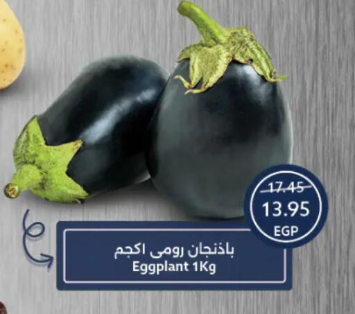 Eggplant available at  أوسكار جراند ستورز  in Egypt - القاهرة