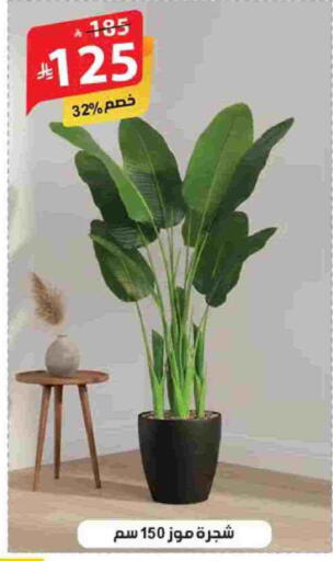 available at Alhadaya Center in KSA, Saudi Arabia, Saudi - Jeddah