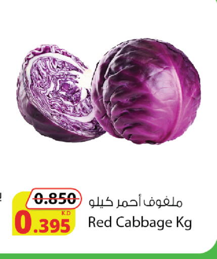 Cabbage available at شركة المنتجات الزراعية الغذائية in الكويت - مدينة الكويت