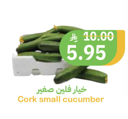 Cucumber available at أسواق قاطبة in مملكة العربية السعودية, السعودية, سعودية - بريدة