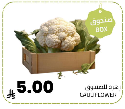 Cauliflower available at أسواق أسترا in مملكة العربية السعودية, السعودية, سعودية - تبوك