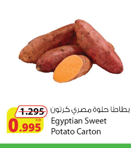 Sweet Potato from Egypt available at شركة المنتجات الزراعية الغذائية in الكويت - مدينة الكويت
