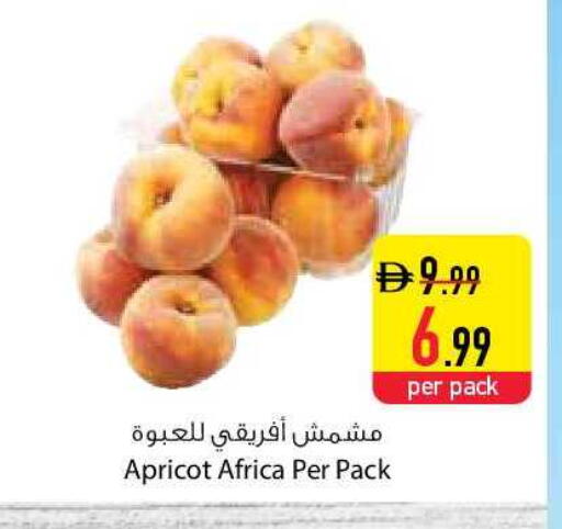 Apricot available at Safeer Market in UAE - Ras al Khaimah