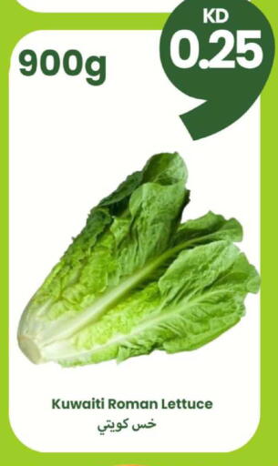 Lettuce from Kuwait available at Taw9eel.com in Kuwait - Jahra Governorate