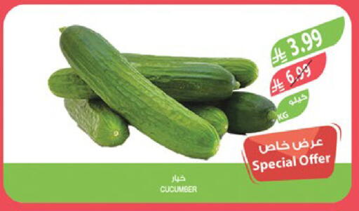 Cucumber available at Farm  in KSA, Saudi Arabia, Saudi - Sakaka