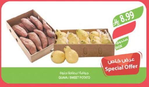 Guava Sweet Potato available at Farm  in KSA, Saudi Arabia, Saudi - Sakaka