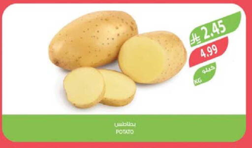 Potato available at Farm  in KSA, Saudi Arabia, Saudi - Hafar Al Batin