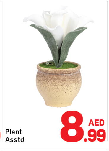 available at دي تو دي in الإمارات العربية المتحدة , الامارات - دبي