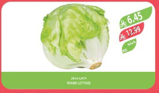 Lettuce available at Farm  in KSA, Saudi Arabia, Saudi - Sakaka