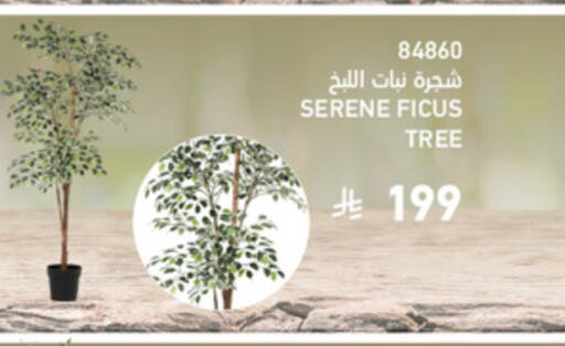 available at ساكو in مملكة العربية السعودية, السعودية, سعودية - تبوك